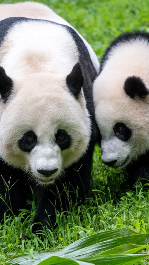 Download wallpaper 2160x3840 pandas, animals, family samsung galaxy s4, s5, note, sony xperia z, z1, z2, z3, htc one, lenovo vibe hd background