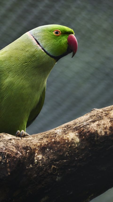 Download wallpaper 2160x3840 parrot, bird, beak, green, branch samsung galaxy s4, s5, note, sony xperia z, z1, z2, z3, htc one, lenovo vibe hd background