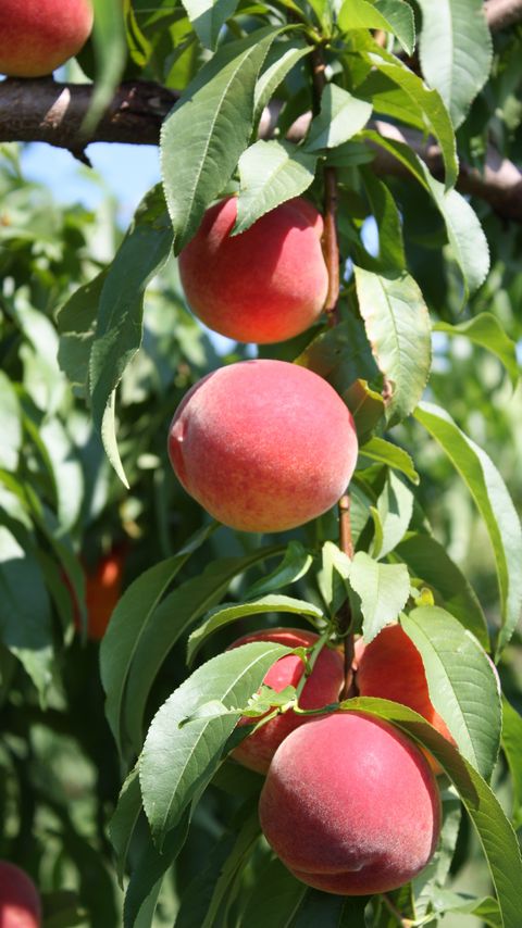 Download wallpaper 2160x3840 peaches, fruit, ripe, branches, leaves, macro samsung galaxy s4, s5, note, sony xperia z, z1, z2, z3, htc one, lenovo vibe hd background