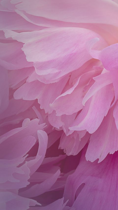 Download wallpaper 2160x3840 peony, flower, petals, pink, macro samsung galaxy s4, s5, note, sony xperia z, z1, z2, z3, htc one, lenovo vibe hd background