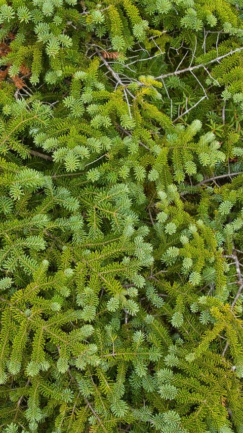 Download wallpaper 2160x3840 pine, needles, branches, green, macro samsung galaxy s4, s5, note, sony xperia z, z1, z2, z3, htc one, lenovo vibe hd background