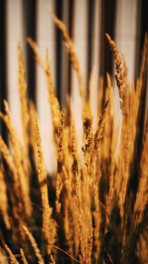 Download wallpaper 2160x3840 plant, ears, macro, brown samsung galaxy s4, s5, note, sony xperia z, z1, z2, z3, htc one, lenovo vibe hd background