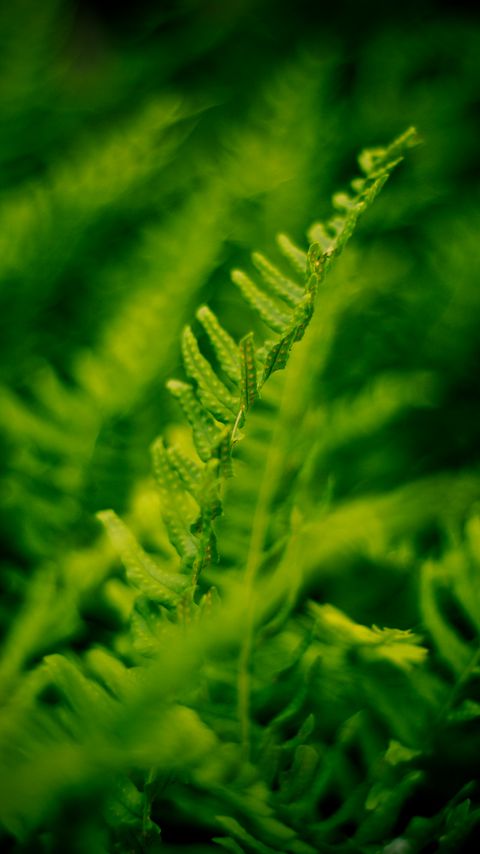 Download wallpaper 2160x3840 plant, fern, bush, leaves, macro, green samsung galaxy s4, s5, note, sony xperia z, z1, z2, z3, htc one, lenovo vibe hd background