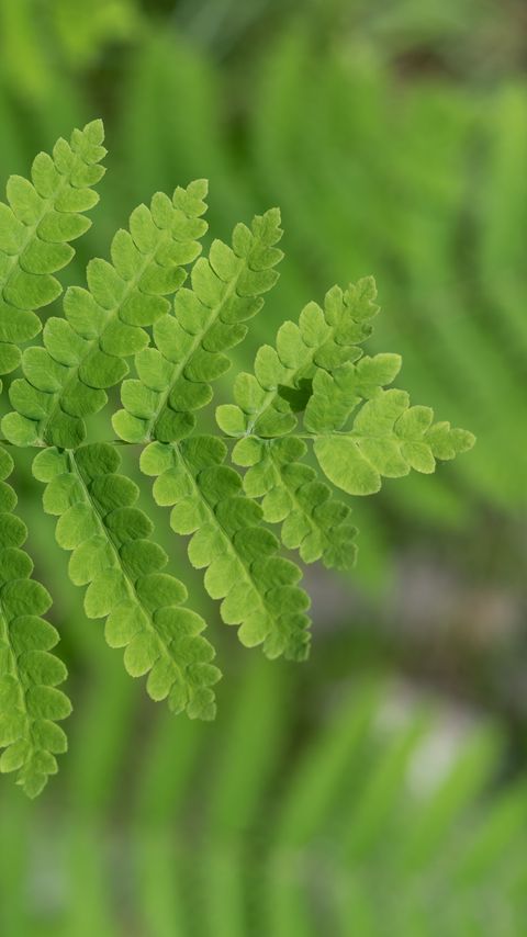 Download wallpaper 2160x3840 plant, fern, leaf, macro, green samsung galaxy s4, s5, note, sony xperia z, z1, z2, z3, htc one, lenovo vibe hd background