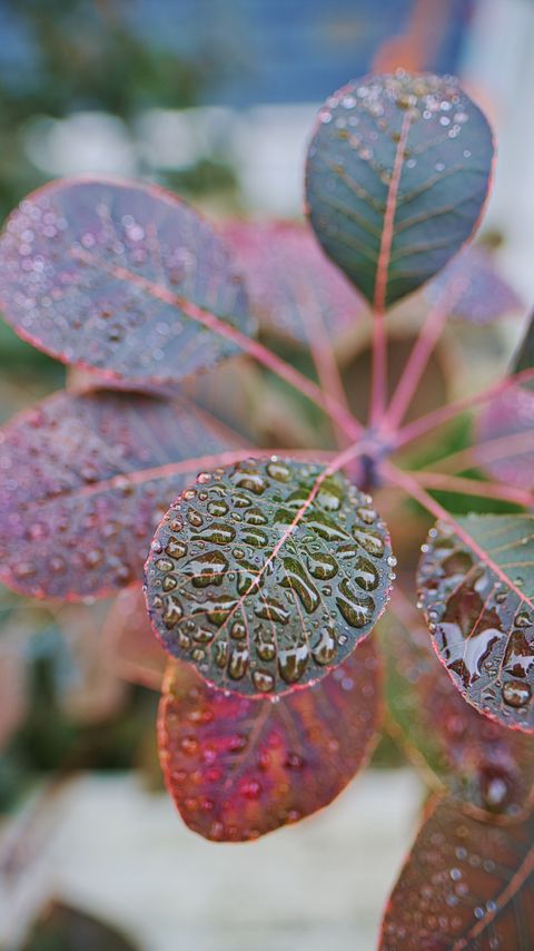 Download wallpaper 2160x3840 plant, leaves, drops, macro, wet samsung galaxy s4, s5, note, sony xperia z, z1, z2, z3, htc one, lenovo vibe hd background