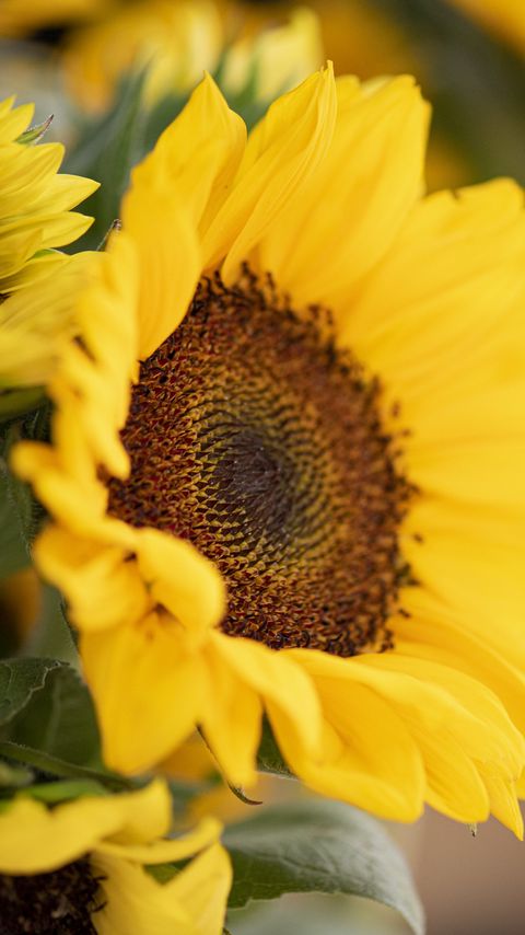 Download wallpaper 2160x3840 plant, sunflower, flower, petals, yellow, macro samsung galaxy s4, s5, note, sony xperia z, z1, z2, z3, htc one, lenovo vibe hd background