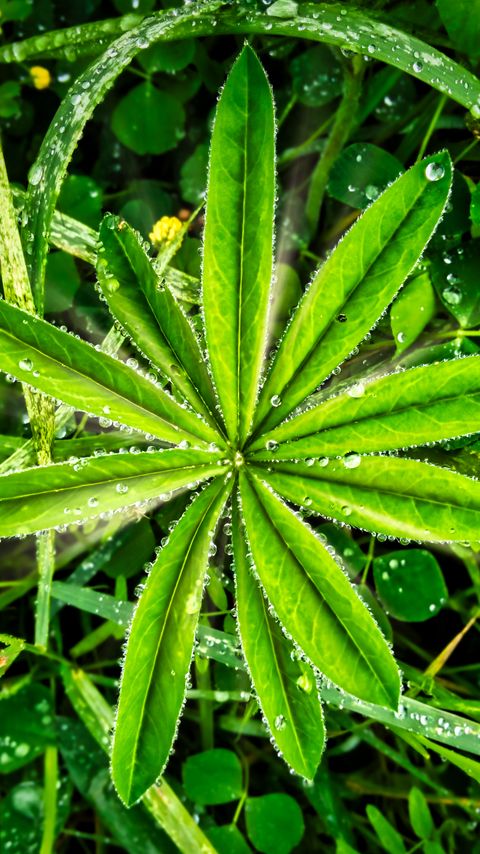 Download wallpaper 2160x3840 plants, leaves, drops, macro samsung galaxy s4, s5, note, sony xperia z, z1, z2, z3, htc one, lenovo vibe hd background