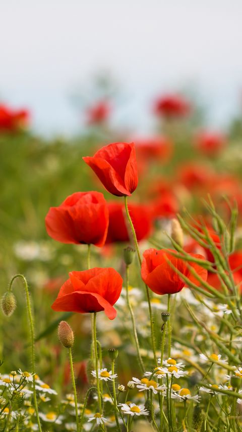 Download wallpaper 2160x3840 poppies, flowers, field, plants, macro samsung galaxy s4, s5, note, sony xperia z, z1, z2, z3, htc one, lenovo vibe hd background