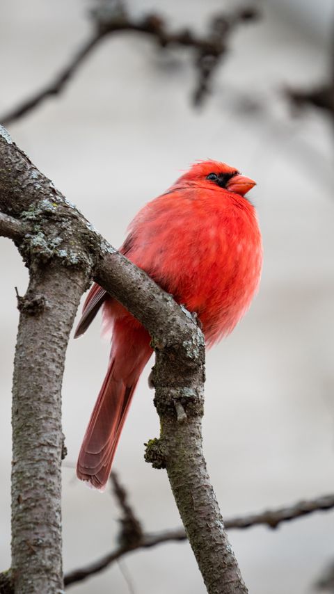 Download wallpaper 2160x3840 red cardinal, bird, branches, red, wildlife samsung galaxy s4, s5, note, sony xperia z, z1, z2, z3, htc one, lenovo vibe hd background