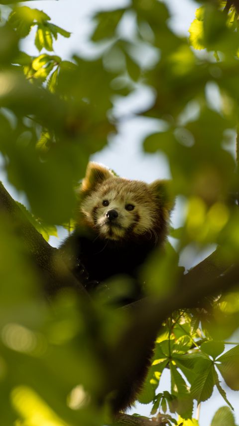 Download wallpaper 2160x3840 red panda, animal, tree, branch, leaves, wildlife samsung galaxy s4, s5, note, sony xperia z, z1, z2, z3, htc one, lenovo vibe hd background