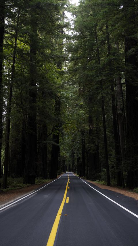 Download wallpaper 2160x3840 road, marking, forest, trees, landscape samsung galaxy s4, s5, note, sony xperia z, z1, z2, z3, htc one, lenovo vibe hd background