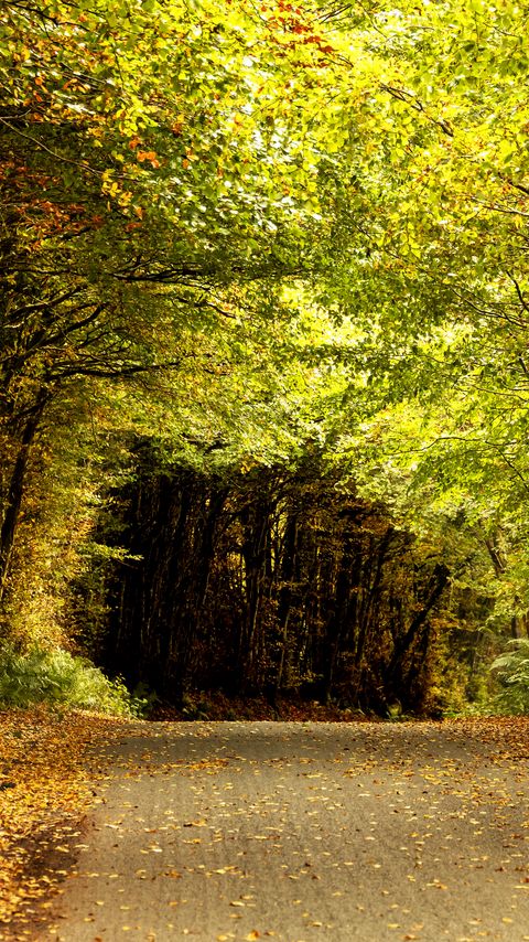 Download wallpaper 2160x3840 road, tunnel, trees, leaves, autumn, nature samsung galaxy s4, s5, note, sony xperia z, z1, z2, z3, htc one, lenovo vibe hd background