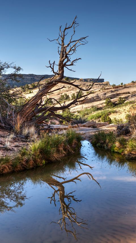 Download wallpaper 2160x3840 rocks, tree, branches, lake, reflection, nature samsung galaxy s4, s5, note, sony xperia z, z1, z2, z3, htc one, lenovo vibe hd background