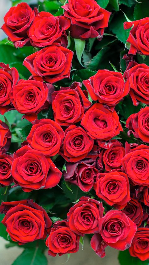 Download wallpaper 2160x3840 roses, flowers, bouquet, red samsung galaxy s4, s5, note, sony xperia z, z1, z2, z3, htc one, lenovo vibe hd background