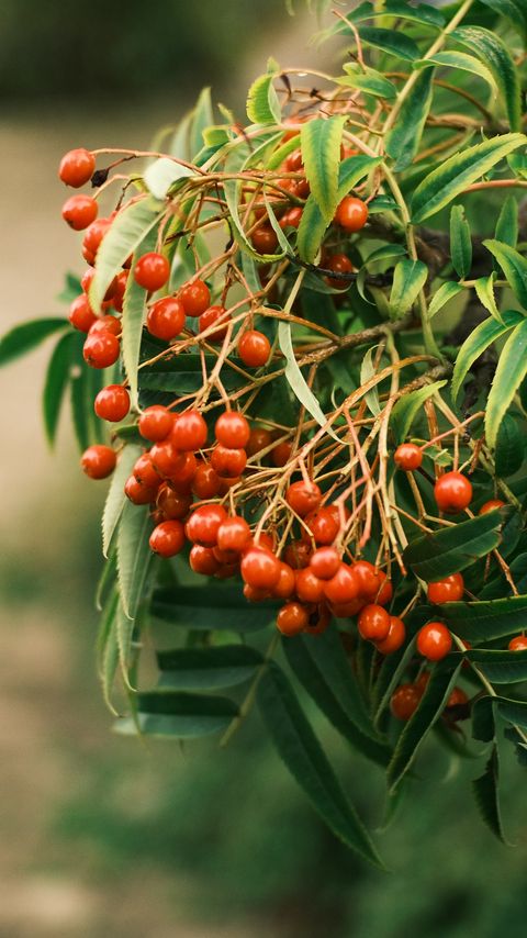 Download wallpaper 2160x3840 rowan, berries, leaves, branch, macro samsung galaxy s4, s5, note, sony xperia z, z1, z2, z3, htc one, lenovo vibe hd background