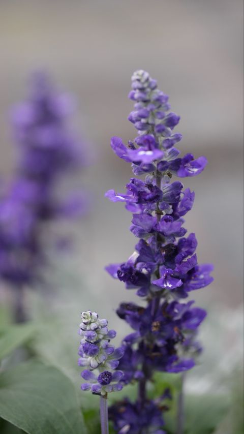 Download wallpaper 2160x3840 sage, flowers, plant, purple, macro samsung galaxy s4, s5, note, sony xperia z, z1, z2, z3, htc one, lenovo vibe hd background