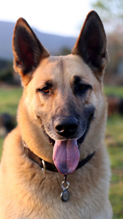 Download wallpaper 2160x3840 shepherd dog, dog, animal, protruding tongue samsung galaxy s4, s5, note, sony xperia z, z1, z2, z3, htc one, lenovo vibe hd background