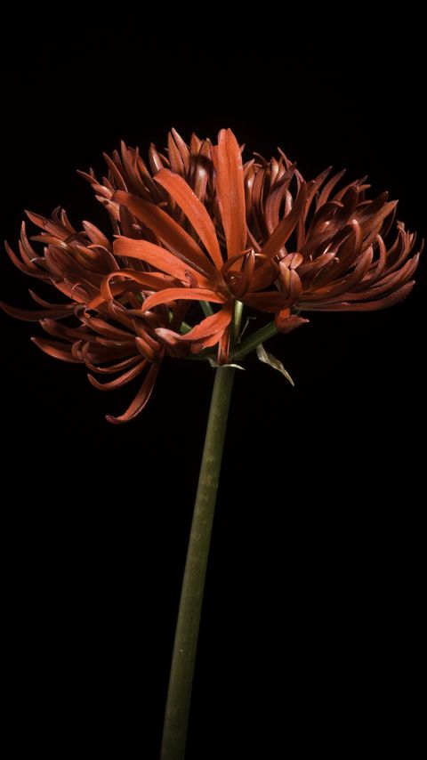 Download wallpaper 2160x3840 spider lily, flower, petals, macro, red samsung galaxy s4, s5, note, sony xperia z, z1, z2, z3, htc one, lenovo vibe hd background