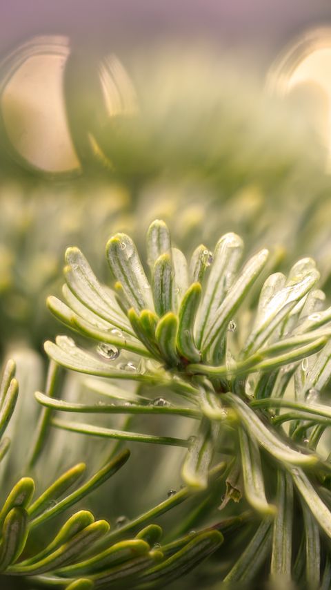 Download wallpaper 2160x3840 spruce, branch, needles, drops, macro, green samsung galaxy s4, s5, note, sony xperia z, z1, z2, z3, htc one, lenovo vibe hd background