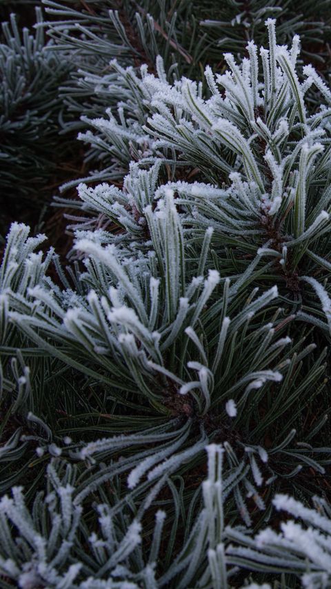 Download wallpaper 2160x3840 spruce, needles, frost, macro samsung galaxy s4, s5, note, sony xperia z, z1, z2, z3, htc one, lenovo vibe hd background