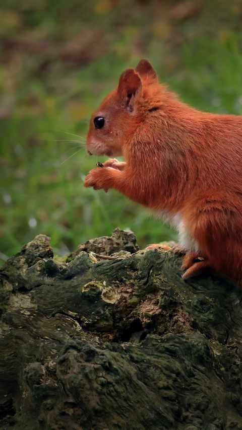 Download wallpaper 2160x3840 squirrel, animal, furry, cute, wildlife samsung galaxy s4, s5, note, sony xperia z, z1, z2, z3, htc one, lenovo vibe hd background