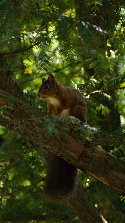 Download wallpaper 2160x3840 squirrel, animal, tree, wildlife samsung galaxy s4, s5, note, sony xperia z, z1, z2, z3, htc one, lenovo vibe hd background