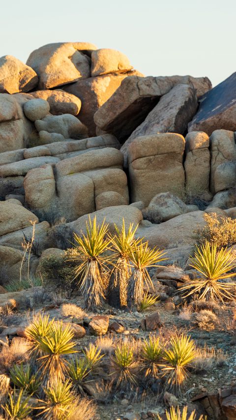 Download wallpaper 2160x3840 stones, cacti, needles, nature samsung galaxy s4, s5, note, sony xperia z, z1, z2, z3, htc one, lenovo vibe hd background