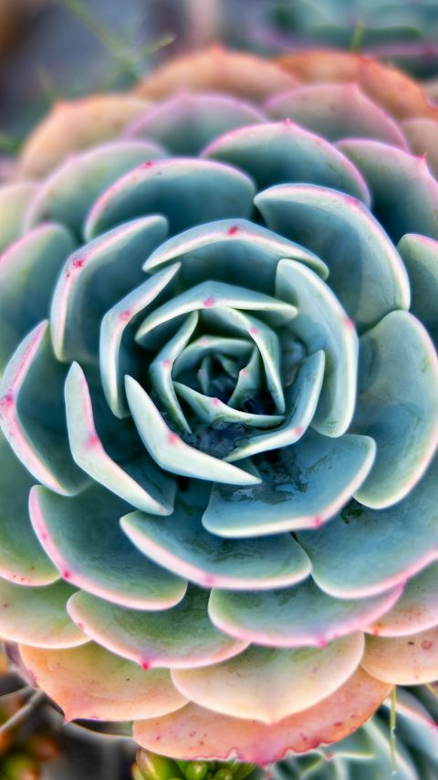 Download wallpaper 2160x3840 succulent, plant, macro samsung galaxy s4, s5, note, sony xperia z, z1, z2, z3, htc one, lenovo vibe hd background