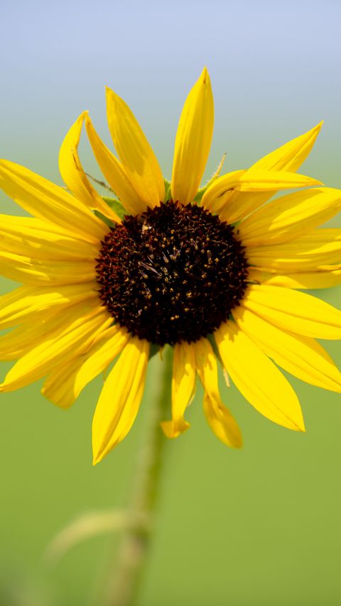 Download wallpaper 2160x3840 sunflower, flower, macro, yellow samsung galaxy s4, s5, note, sony xperia z, z1, z2, z3, htc one, lenovo vibe hd background