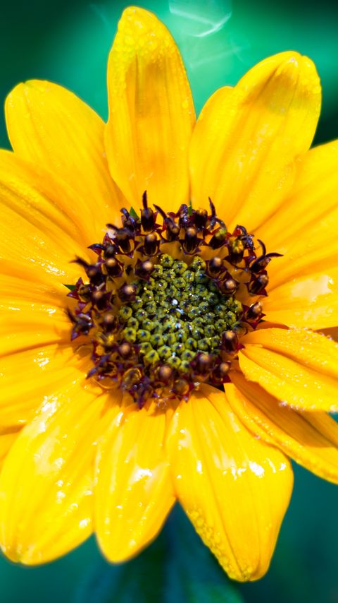 Download wallpaper 2160x3840 sunflower, flower, petals, yellow, wet, macro samsung galaxy s4, s5, note, sony xperia z, z1, z2, z3, htc one, lenovo vibe hd background