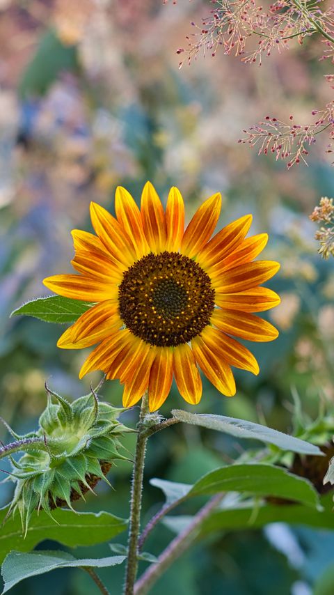 Download wallpaper 2160x3840 sunflower, flower, plant, macro samsung galaxy s4, s5, note, sony xperia z, z1, z2, z3, htc one, lenovo vibe hd background