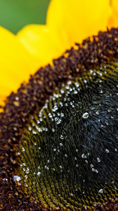 Download wallpaper 2160x3840 sunflower, petals, drops, macro samsung galaxy s4, s5, note, sony xperia z, z1, z2, z3, htc one, lenovo vibe hd background