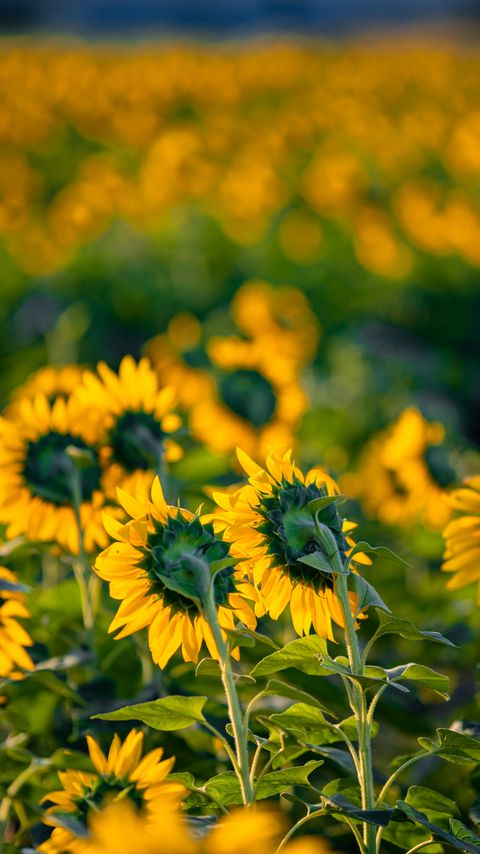 Download wallpaper 2160x3840 sunflowers, flowers, field, yellow, green samsung galaxy s4, s5, note, sony xperia z, z1, z2, z3, htc one, lenovo vibe hd background