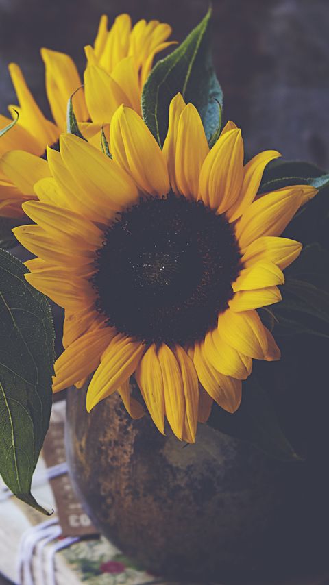 Download wallpaper 2160x3840 sunflowers, flowers, petals, vase, yellow, aesthetics samsung galaxy s4, s5, note, sony xperia z, z1, z2, z3, htc one, lenovo vibe hd background