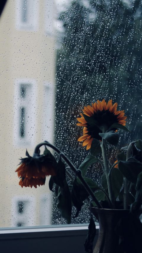 Download wallpaper 2160x3840 sunflowers, flowers, vase, window, rain samsung galaxy s4, s5, note, sony xperia z, z1, z2, z3, htc one, lenovo vibe hd background