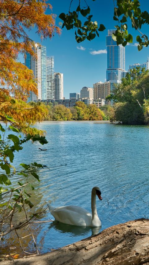 Download wallpaper 2160x3840 swan, bird, lake, trees, city samsung galaxy s4, s5, note, sony xperia z, z1, z2, z3, htc one, lenovo vibe hd background