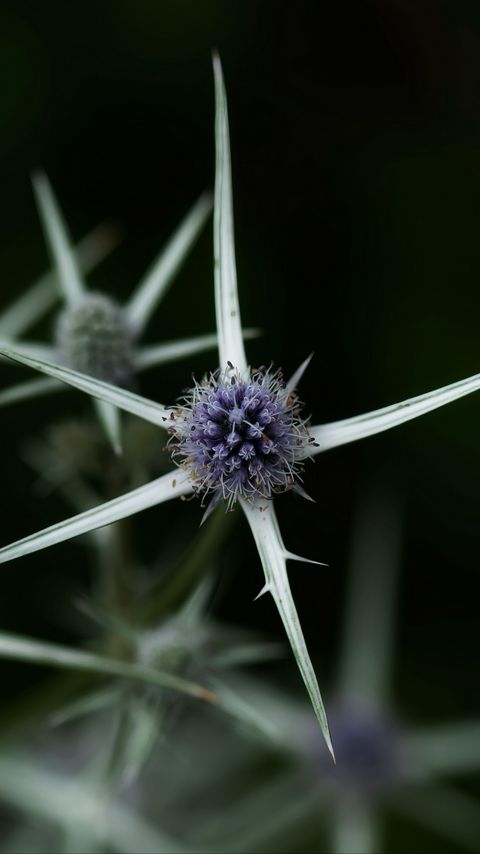 Download wallpaper 2160x3840 thistle, plant, macro samsung galaxy s4, s5, note, sony xperia z, z1, z2, z3, htc one, lenovo vibe hd background