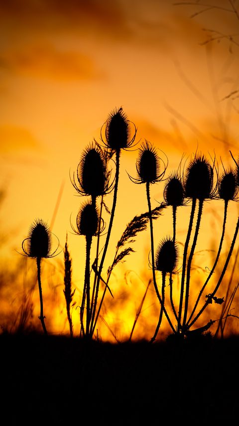 Download wallpaper 2160x3840 thistle, silhouettes, sunset, dark samsung galaxy s4, s5, note, sony xperia z, z1, z2, z3, htc one, lenovo vibe hd background