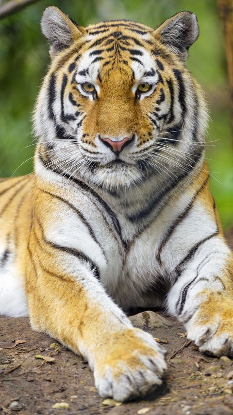 Download wallpaper 2160x3840 tiger, animal, glance, predator, big cat samsung galaxy s4, s5, note, sony xperia z, z1, z2, z3, htc one, lenovo vibe hd background