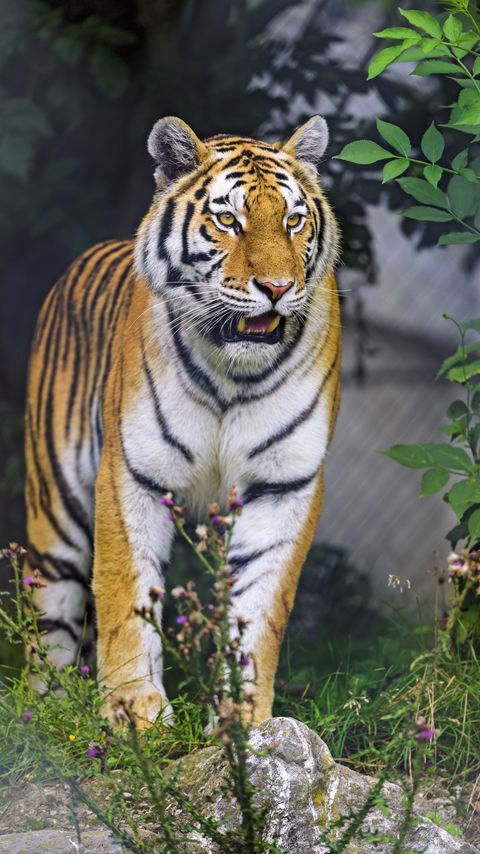 Download wallpaper 2160x3840 tiger, animal, roar, predator, big cat samsung galaxy s4, s5, note, sony xperia z, z1, z2, z3, htc one, lenovo vibe hd background