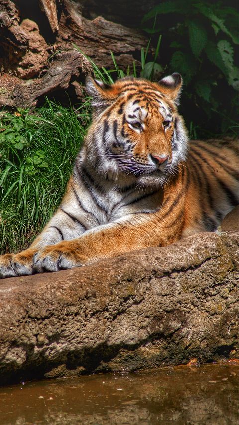 Download wallpaper 2160x3840 tiger, predator, animal, relax, big cat samsung galaxy s4, s5, note, sony xperia z, z1, z2, z3, htc one, lenovo vibe hd background