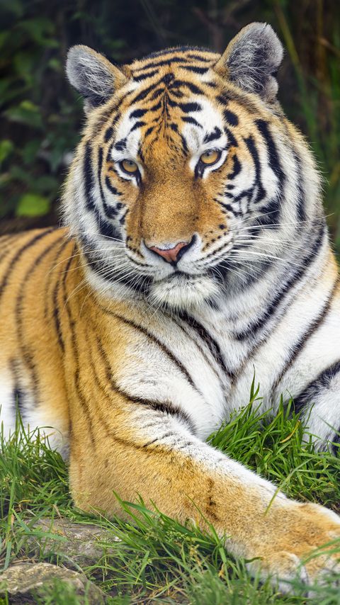 Download wallpaper 2160x3840 tiger, predator, glance, animal samsung galaxy s4, s5, note, sony xperia z, z1, z2, z3, htc one, lenovo vibe hd background