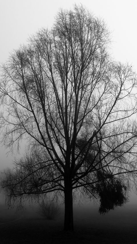 Download wallpaper 2160x3840 tree, branches, fog, haze, black and white samsung galaxy s4, s5, note, sony xperia z, z1, z2, z3, htc one, lenovo vibe hd background