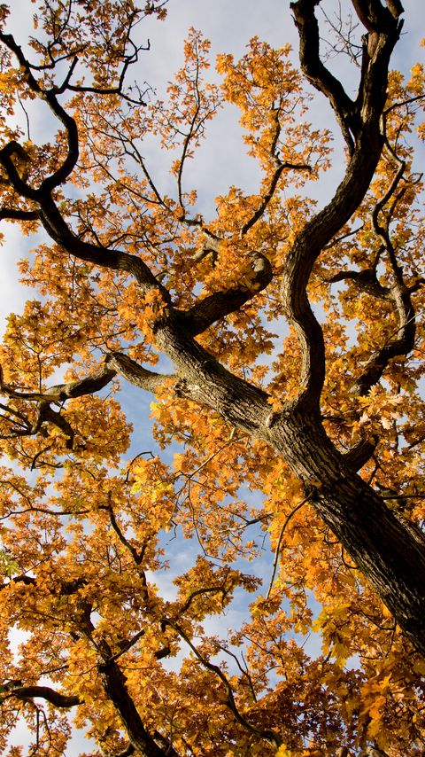 Download wallpaper 2160x3840 tree, branches, leaves, autumn, yellow samsung galaxy s4, s5, note, sony xperia z, z1, z2, z3, htc one, lenovo vibe hd background