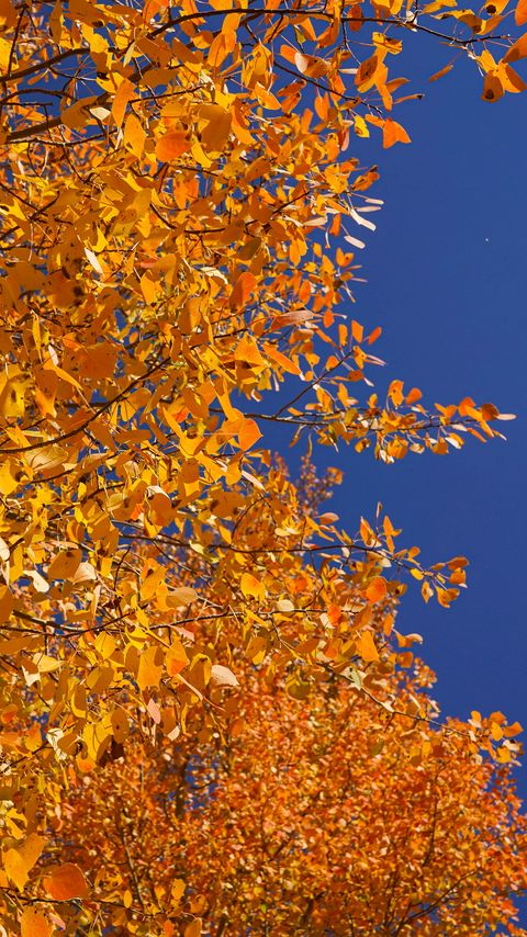 Download wallpaper 2160x3840 tree, branches, leaves, yellow, autumn samsung galaxy s4, s5, note, sony xperia z, z1, z2, z3, htc one, lenovo vibe hd background