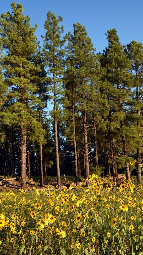 Download wallpaper 2160x3840 trees, forest, flowers, field, nature samsung galaxy s4, s5, note, sony xperia z, z1, z2, z3, htc one, lenovo vibe hd background