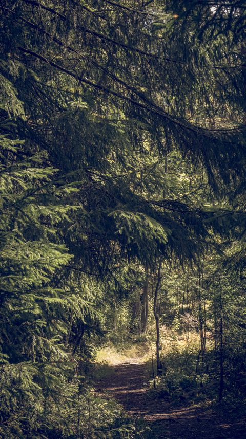 Download wallpaper 2160x3840 trees, forest, path, nature, landscape samsung galaxy s4, s5, note, sony xperia z, z1, z2, z3, htc one, lenovo vibe hd background