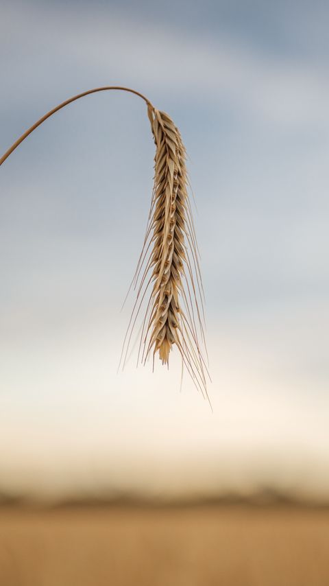 Download wallpaper 2160x3840 wheat, ear, stem, macro samsung galaxy s4, s5, note, sony xperia z, z1, z2, z3, htc one, lenovo vibe hd background