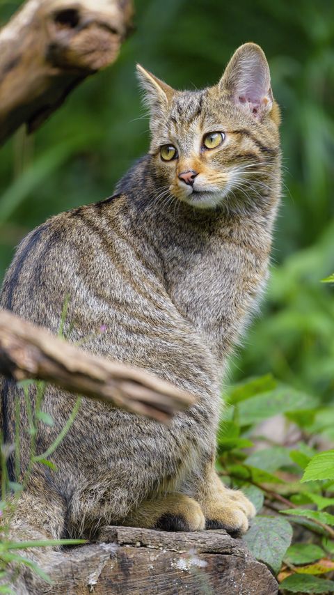 Download wallpaper 2160x3840 wild cat, animal, glance, wildlife samsung galaxy s4, s5, note, sony xperia z, z1, z2, z3, htc one, lenovo vibe hd background