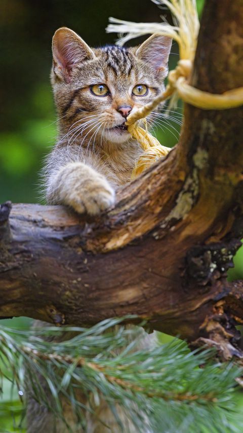 Download wallpaper 2160x3840 wild cat, animal, play, cute samsung galaxy s4, s5, note, sony xperia z, z1, z2, z3, htc one, lenovo vibe hd background